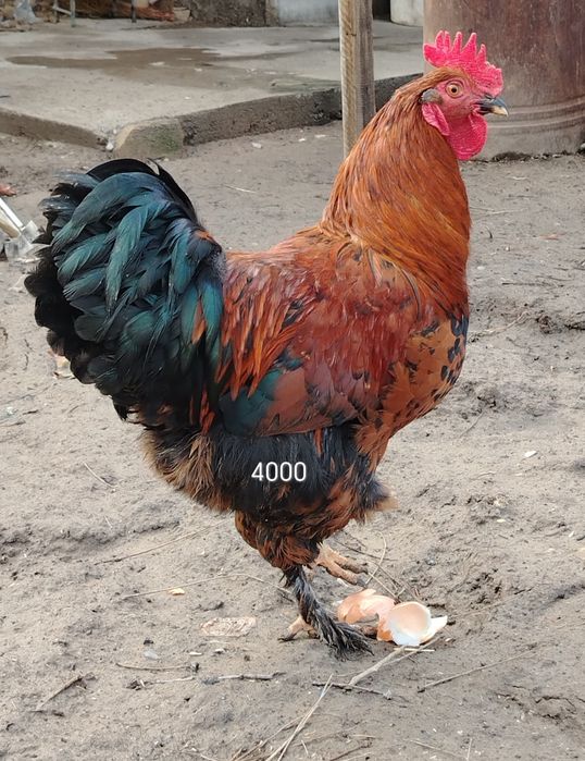 Қораз петух метис