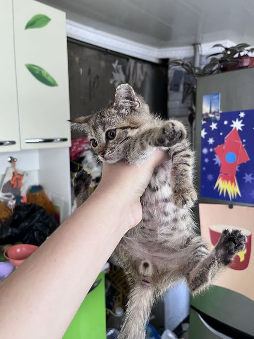 отдам котят в добрые руки, 1 мальчик и 2 девочки