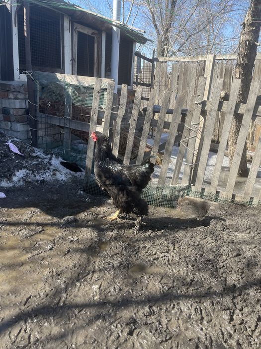 Петухи Брама черные