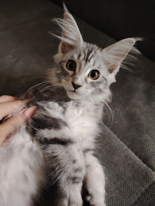 В продаже Котята Мейн-кун