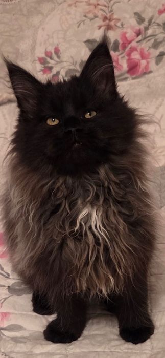 Motanel Maine Coon XXL