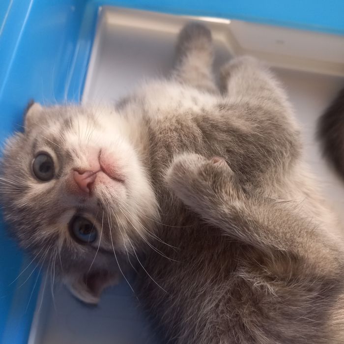 Вислоухий котёнок 1,5 мес {дев}