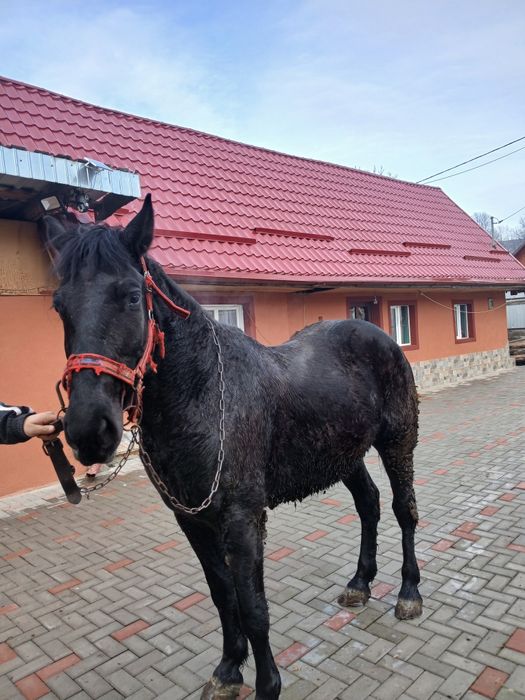 Cal de vânzare 4 ani