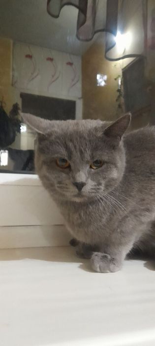 Piwak sotladi parodali.