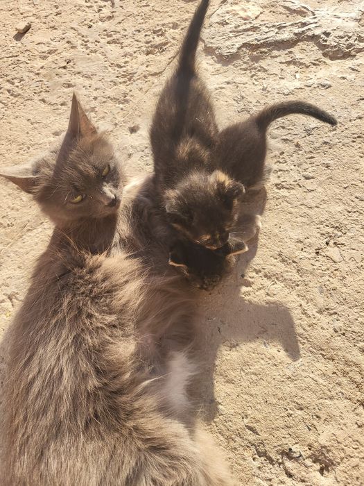 Котята, две девочки один мальчик