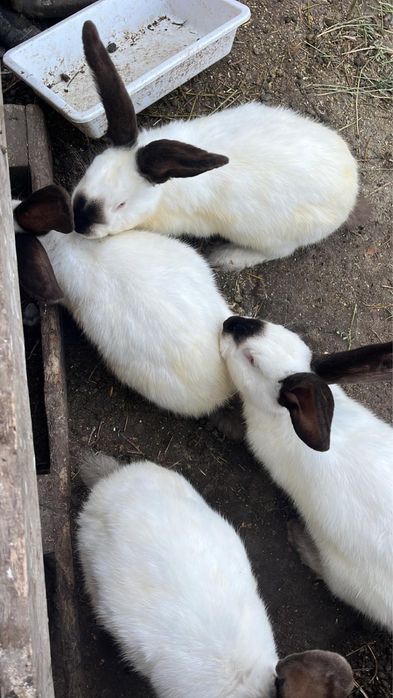 Vand iepuri urias de transilvania