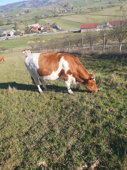 Branza de vacă 100% bio