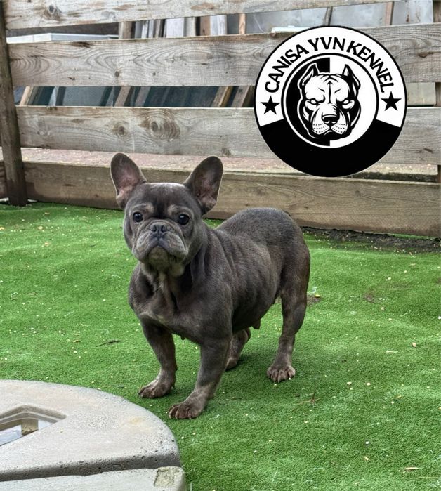 Buldog francez blue
