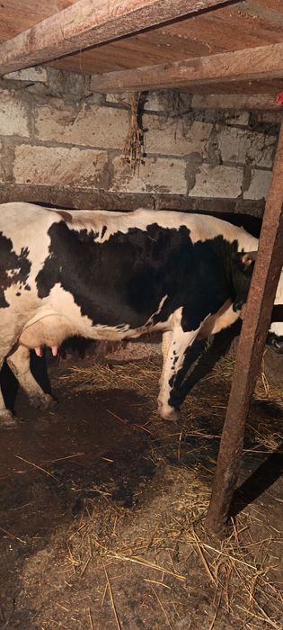 Vacă de vânzare ,cuminte la muls