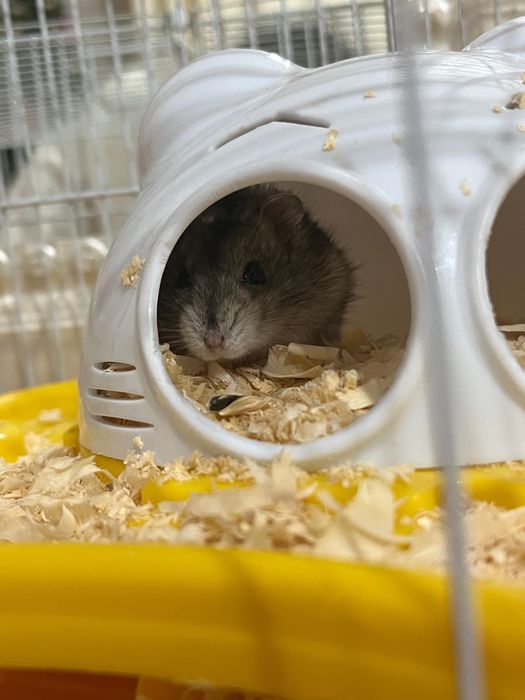 Джунгарский хомяк с клеткой