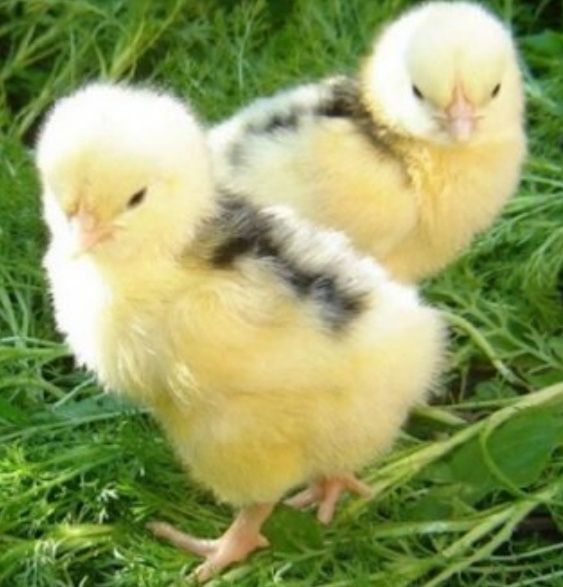 Адлер жужалари сотилади