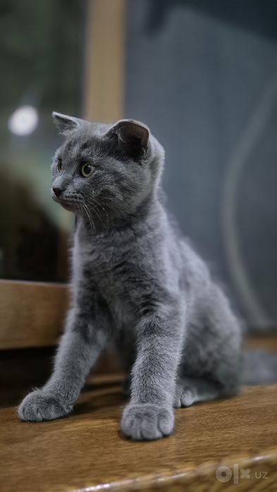 Продаётся милый котёнок!