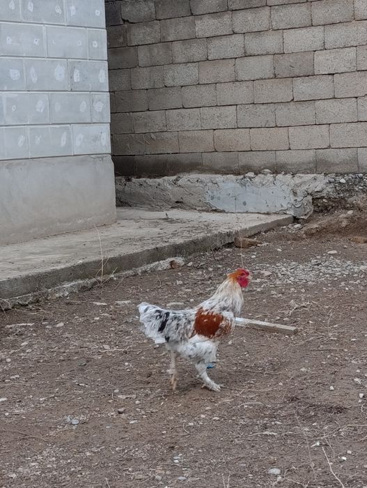 Қораз 8штук         .