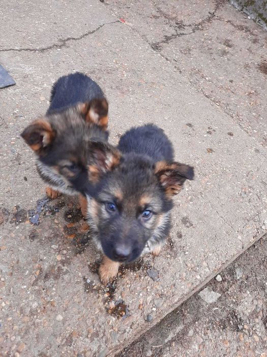 Продам щенки немецкой овчарки