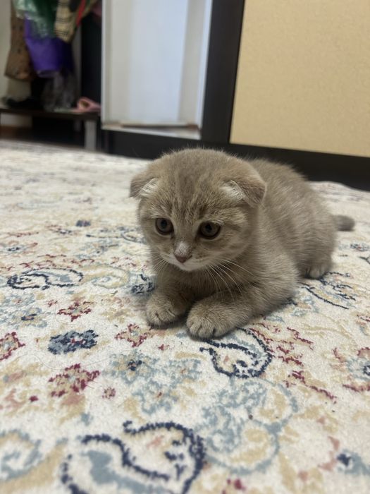 Продам британку 2 месяца