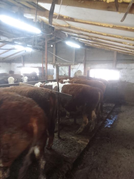 Продам бычков оптом