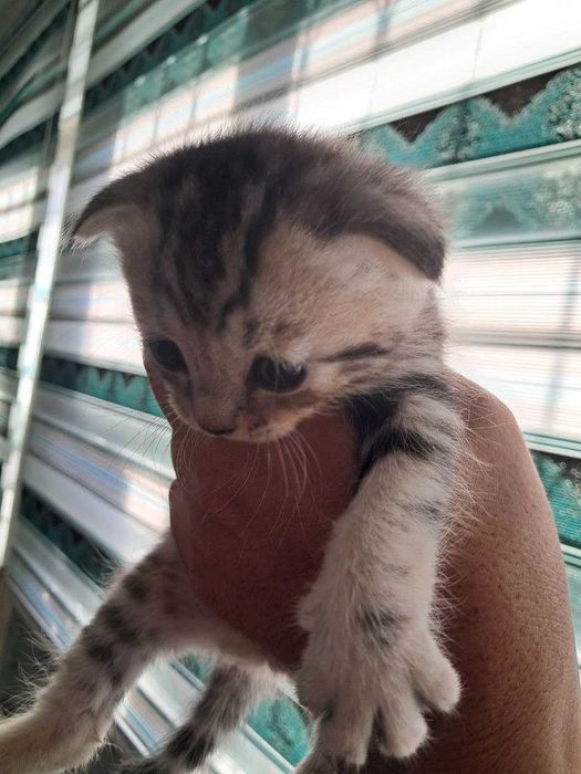 Scottish Fold котята чистые 4 малчика