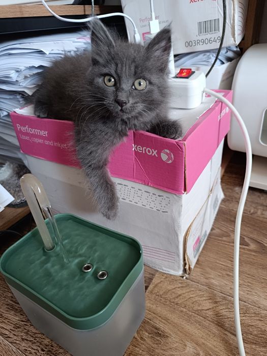 Ищет дом кошечка