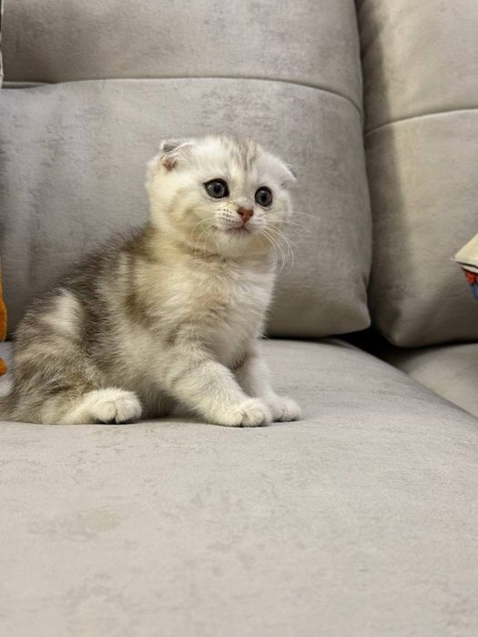 Скоттиш фолд и Скоттиш страйт