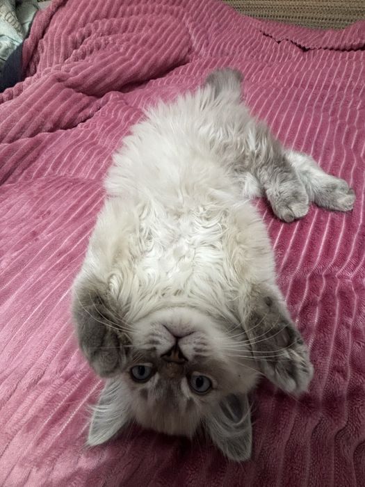 Кот, 7 месяцев, кастрирован
