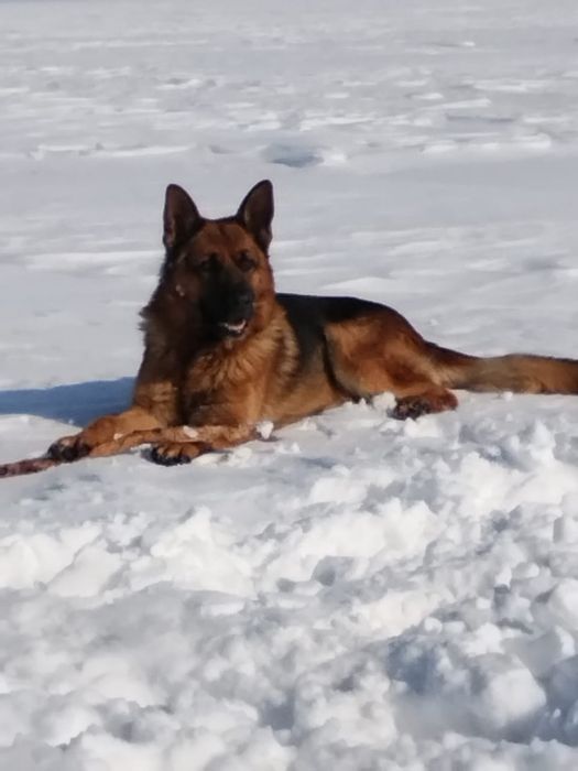 Щенки немецкой овчарки 2 месяца