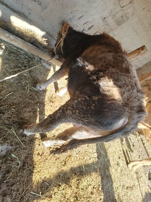 Үйде бидай жеп тұрған бучок