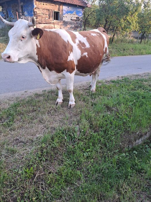 Vaca de gestanta de vanzare