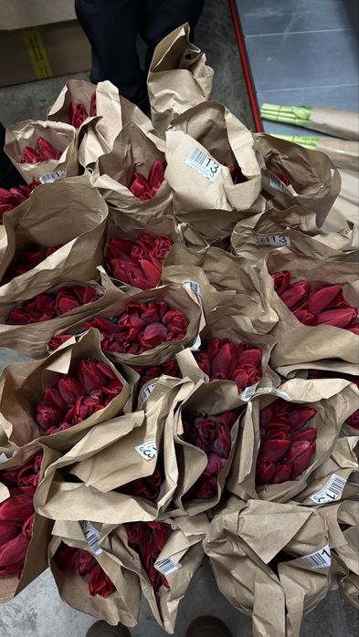 Продам тюльпаны оптом 300