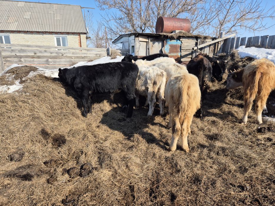 Продаётся 8 голов бычки