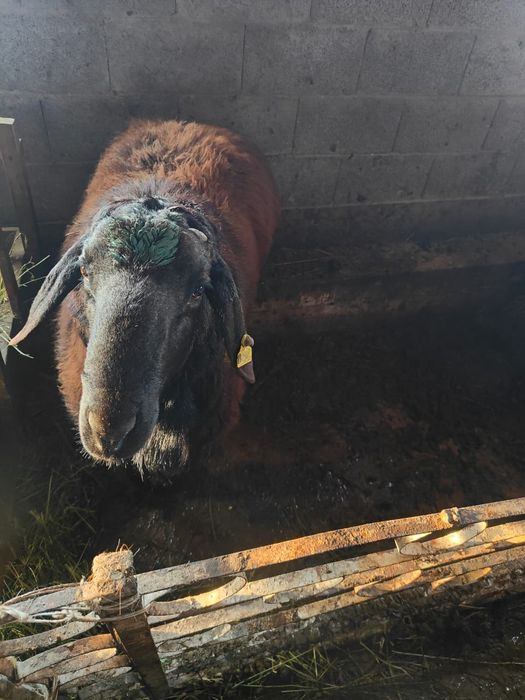 Қошқар сатылады семіз