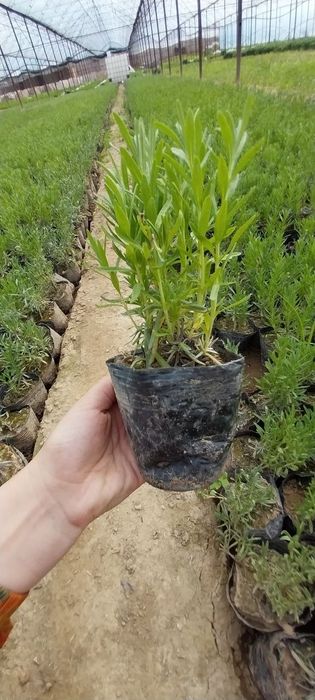 Globus , lavanda ko' chatlari sotuvda bor