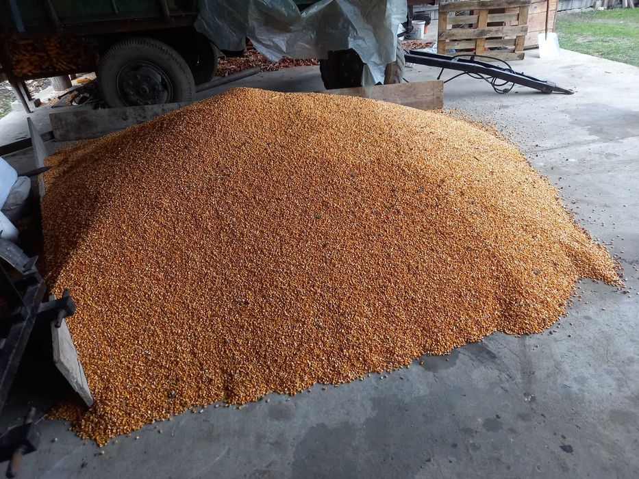 Porumb cu transport gratuit la 1.1 kg va servim la domiciliu
