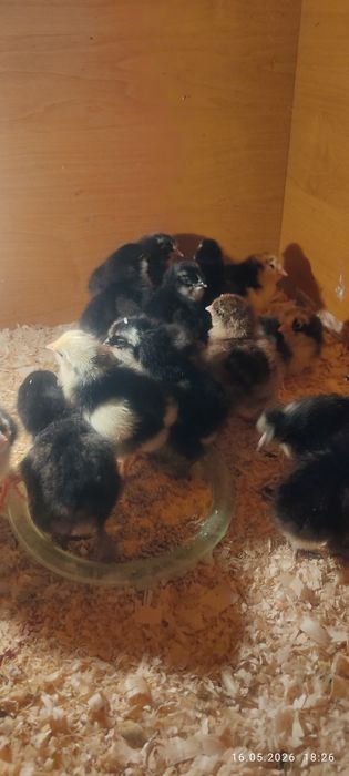 Продам милых цыпок.