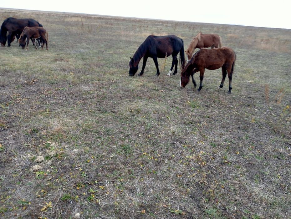 Продам 2 кобылы с жеребятами