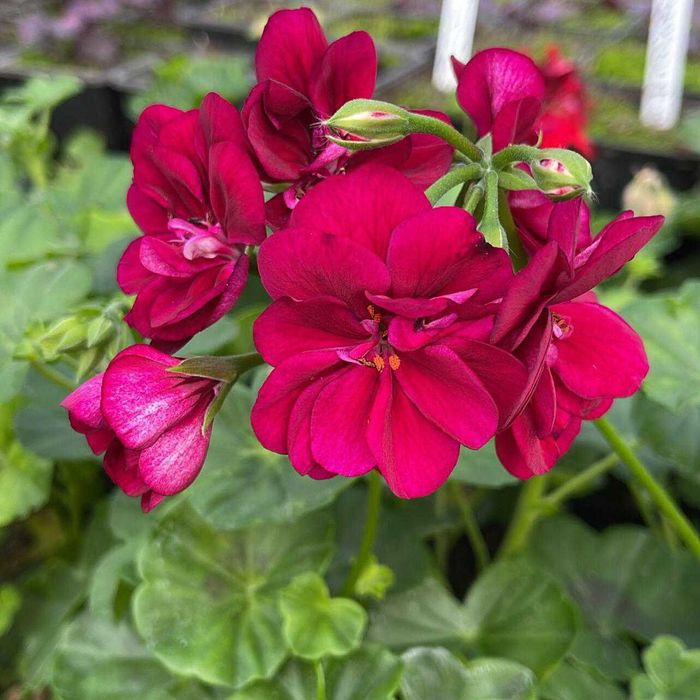 продаю укорененные черенки герани