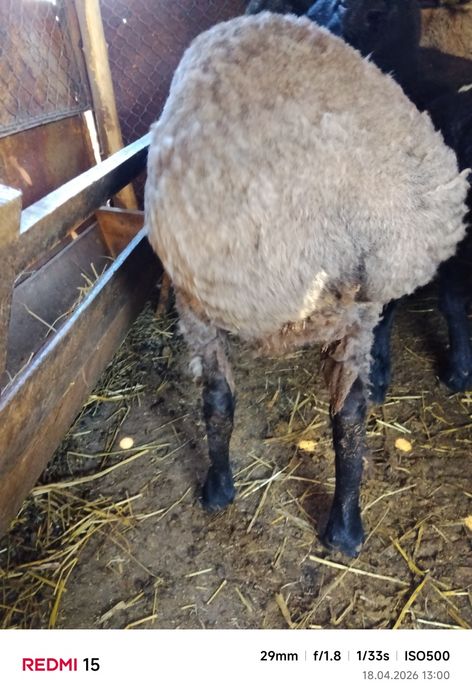 Продам кошкара на развод эдильбай