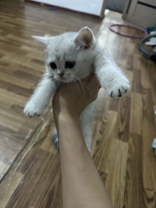 Продается котенок маленькая