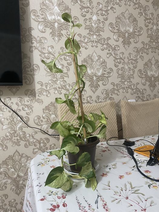 Комнатные растения