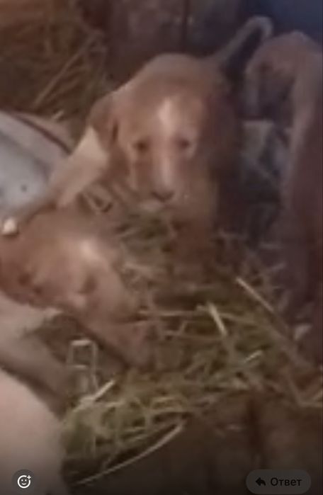 Продаются щенки гончей породы (охотничьи)