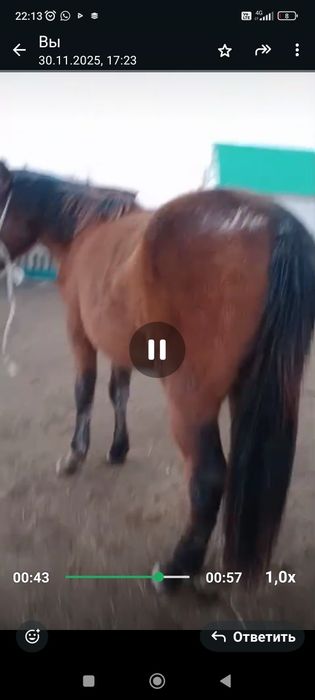 Ассалаумалейкум байтал сатылады