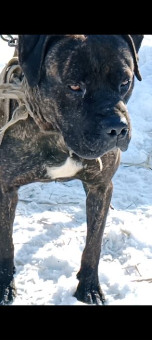 Продам пит-бультерьер