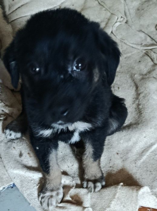 Пристраиваються щенята и мама щенят.