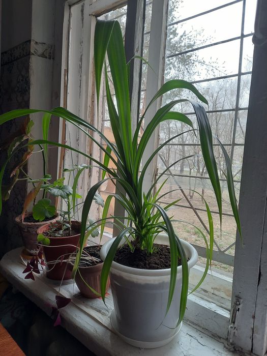 Комнатный  цветок