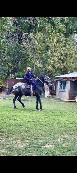 Шаухар. Чубар. шуар.байшубар