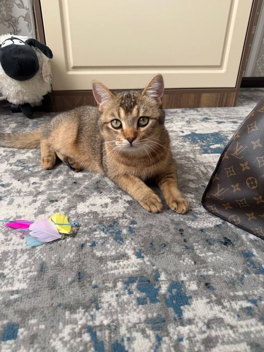 Zalatistiy shinshila viyaskaga