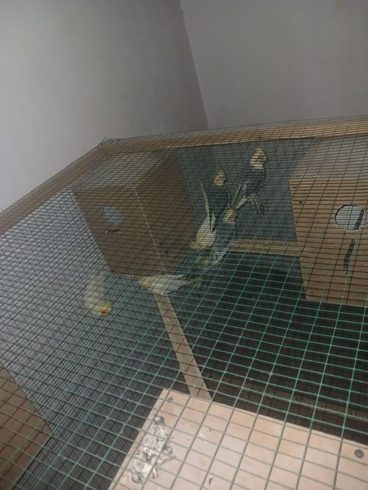 Попугай карелла.