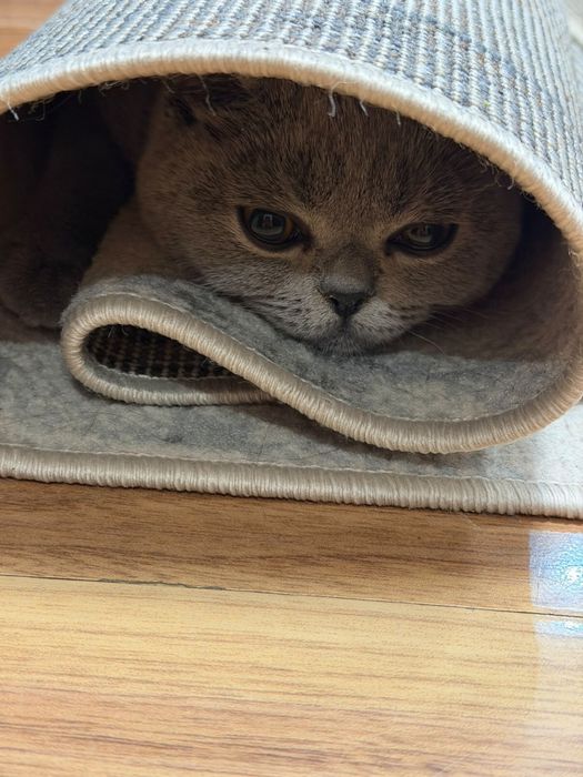 Котенок 5 месяцев