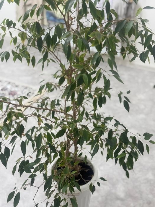 Фикус Бенджамина.Дерево