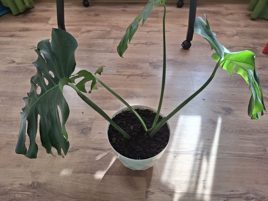 Filodendron (Monstera Deliciosa) sănătos cu glastră