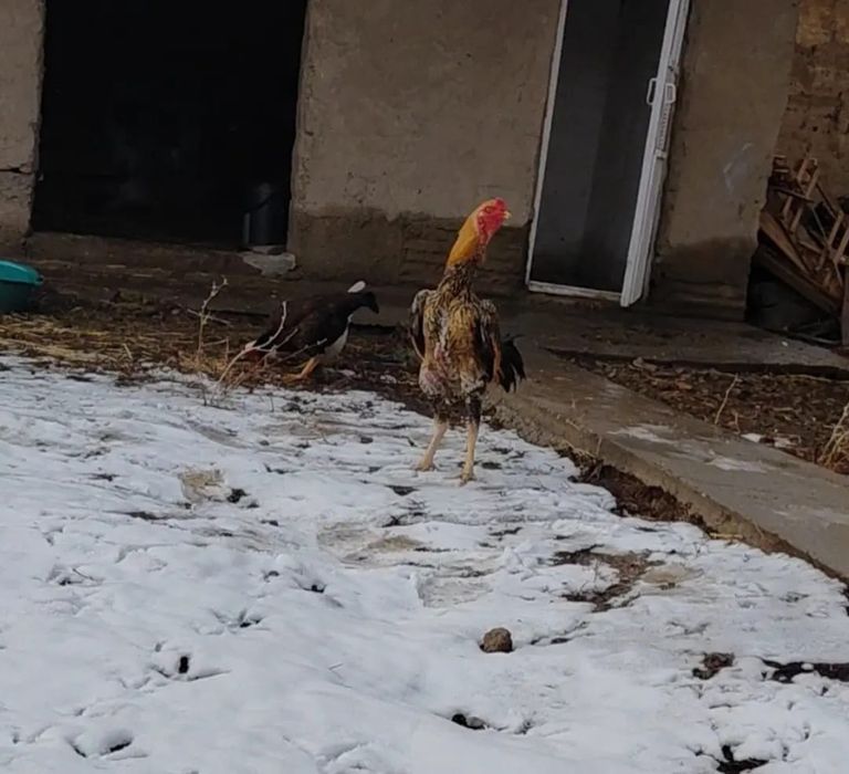 Дакан петух молодой